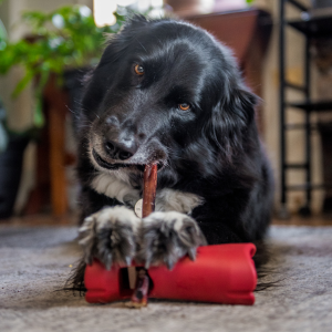 Essential Bully Stick Safety Holder