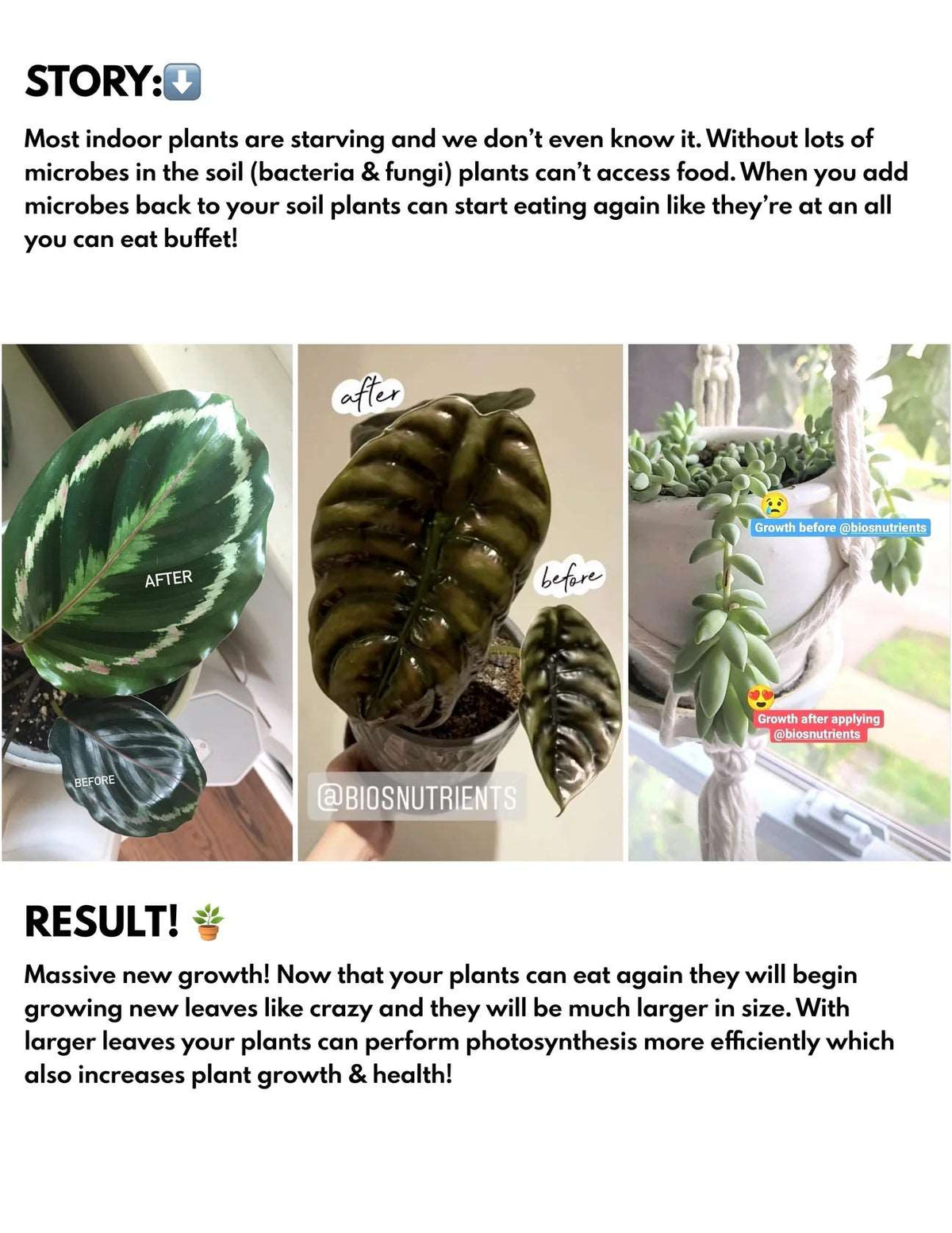 Bios Plant Fertilizer