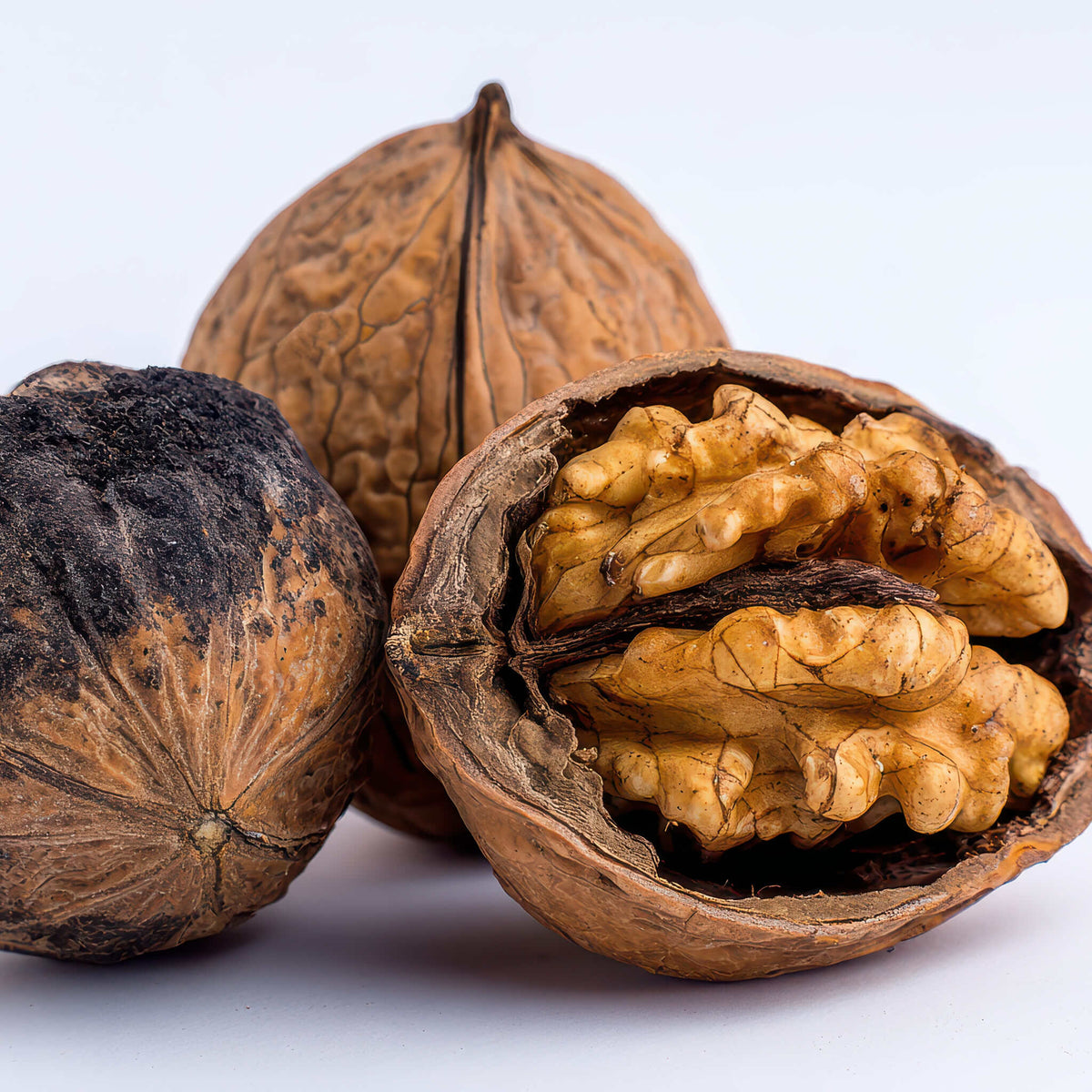 Black Walnut | Noyer noir