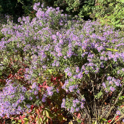 New England Aster |  Aster de Nouvelle-Angleterre