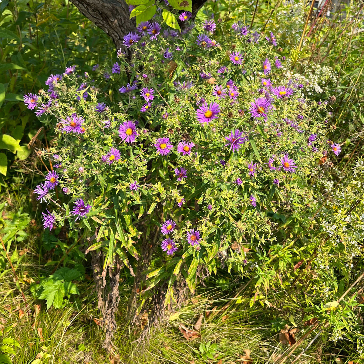 New England Aster |  Aster de Nouvelle-Angleterre