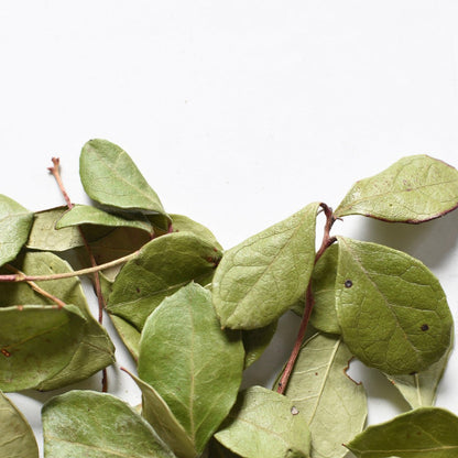 Wintergreen (Gaultheria procumben) Dried Whole Leaves | Thé des bois | Feuille entière séchée