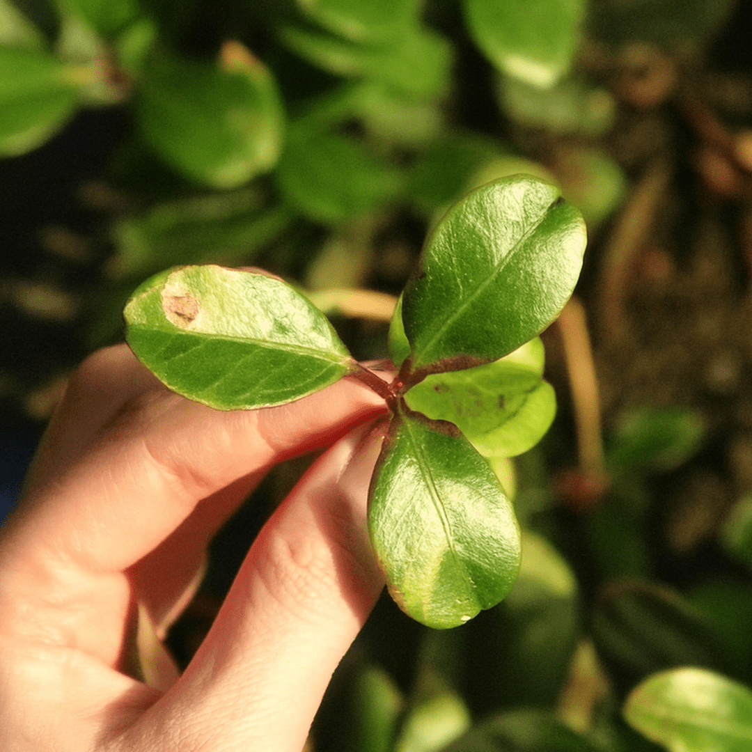 Wintergreen (Gaultheria procumben) Dried Whole Leaves | Thé des bois | Feuille entière séchée