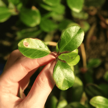 Wintergreen (Gaultheria procumben) Dried Whole Leaves | Thé des bois | Feuille entière séchée